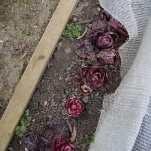 radicchio