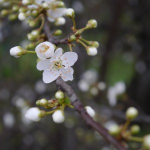 plum blossom