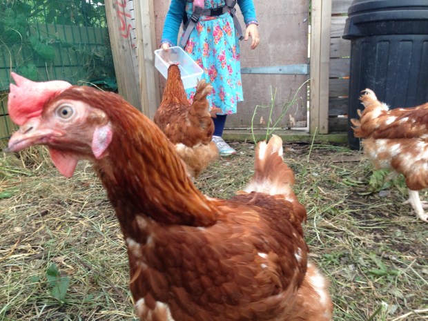 One hen poses for the camera while the other checks out Zainab's box for blackberries  