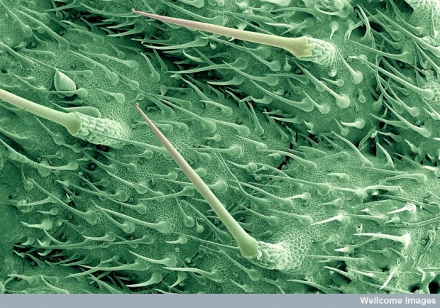 B0006134 Stinging hairs on a nettle leaf